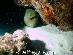 Large green moray eel hidden behind rock formation by Jeffrey J. Runge 